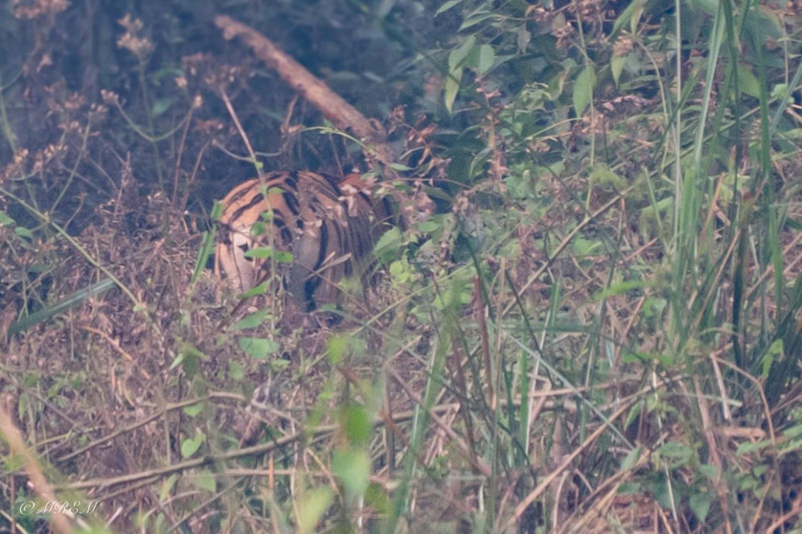 Sanctuary Chitwan National Park 치트완 외부 사진
