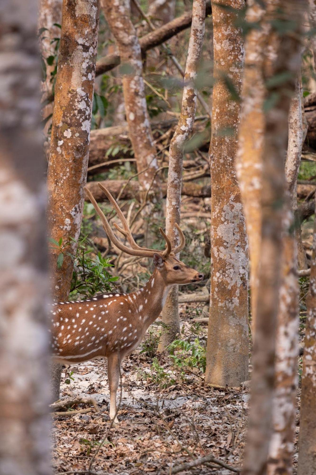 Sanctuary Chitwan National Park 치트완 외부 사진