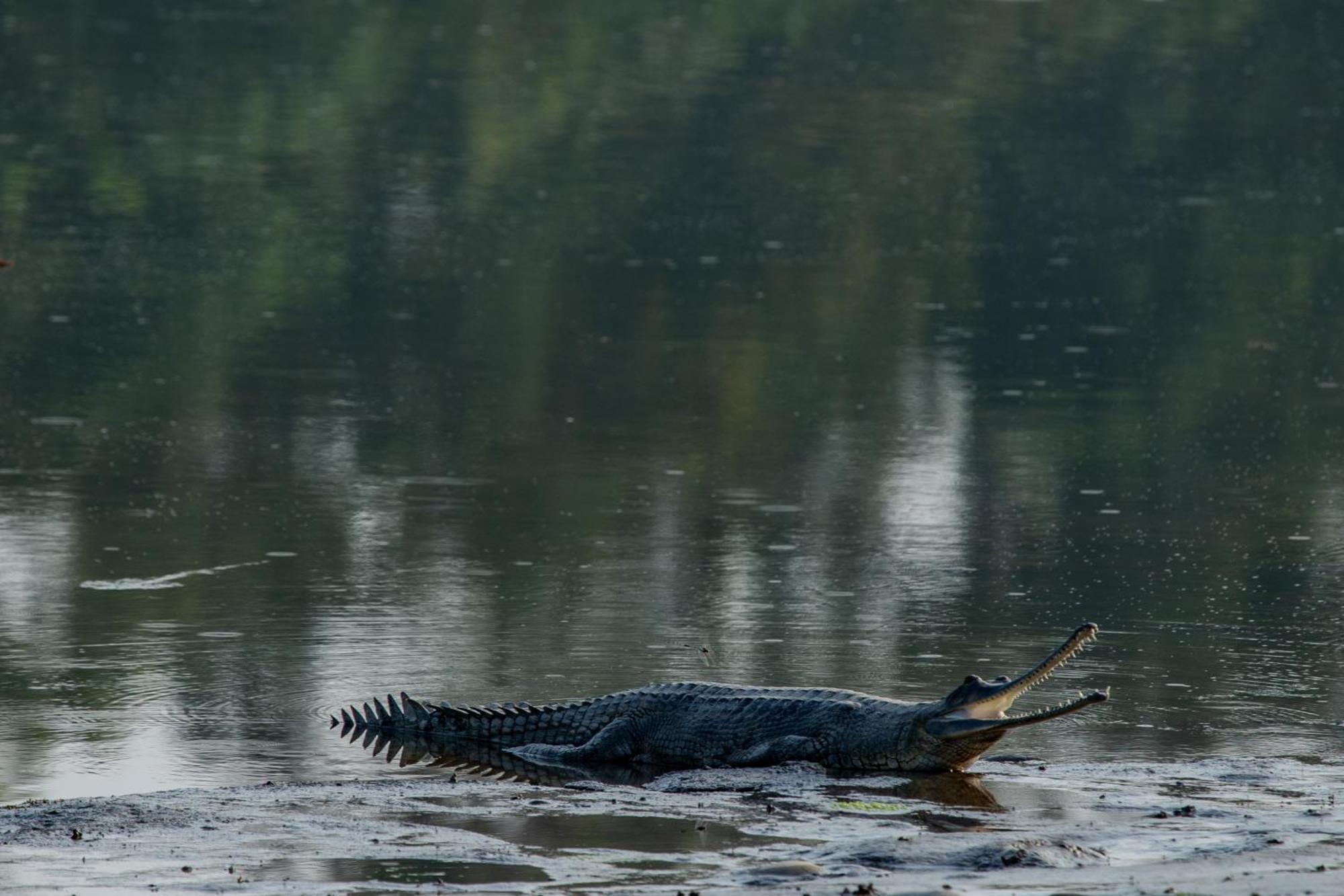 Sanctuary Chitwan National Park 치트완 외부 사진