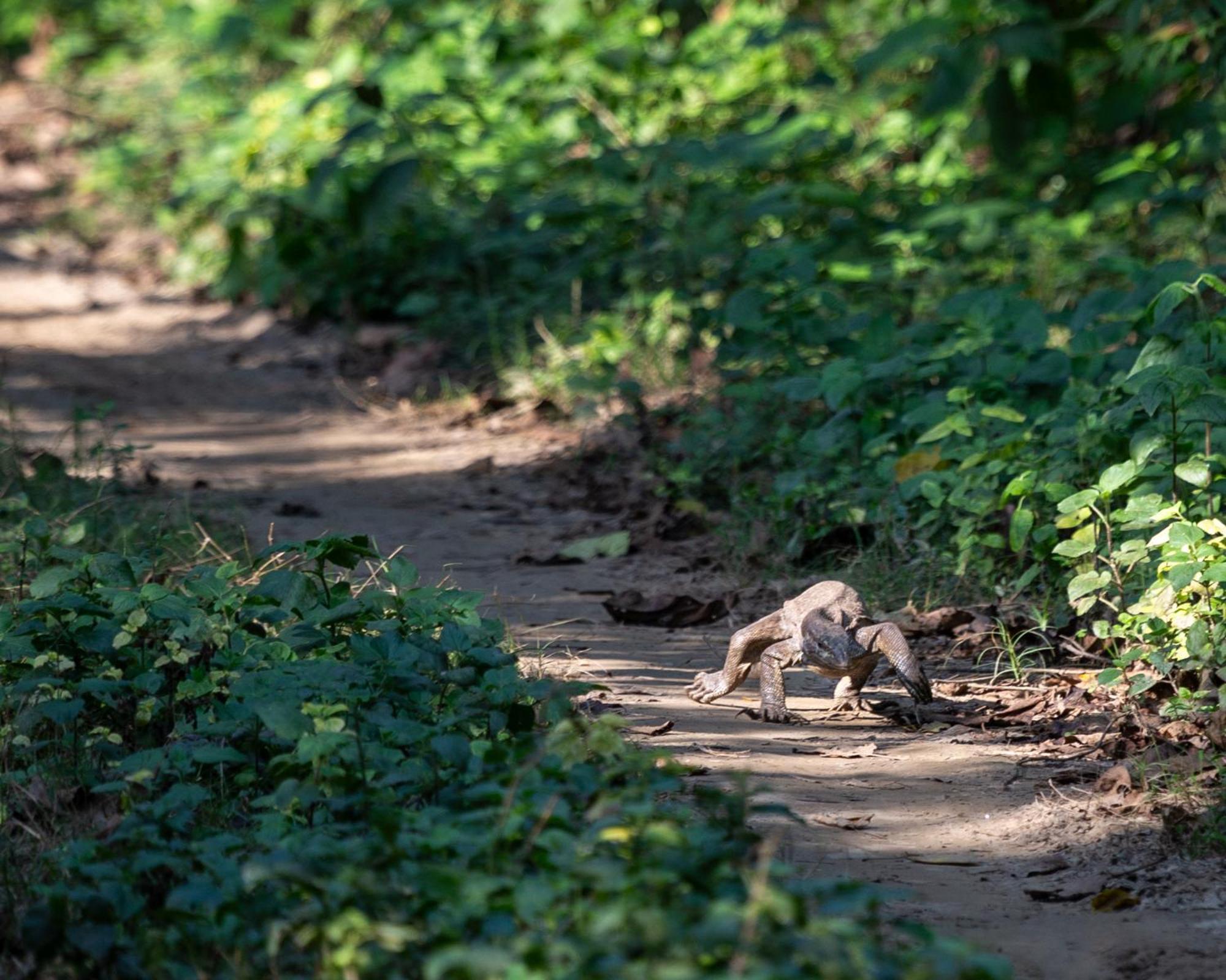 Sanctuary Chitwan National Park 치트완 외부 사진